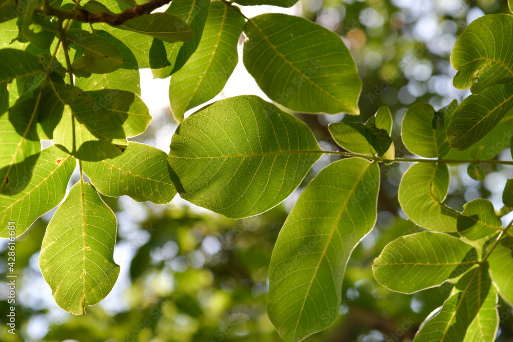 Obraz premium walnut tree, green leaves against the sky. Floral green background.