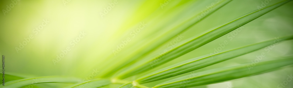 Nature of green leaf in garden at summer. Natural green leaves plants using as spring background cover page greenery environment ecology wallpaper Nature of green leaf in garden at summer. Natural green leaves plants using as spring background cover page greenery environment ecology wallpaper