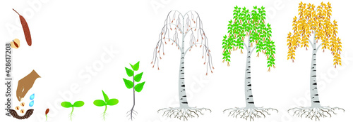 Cycle of growth of a birch tree on a white background.