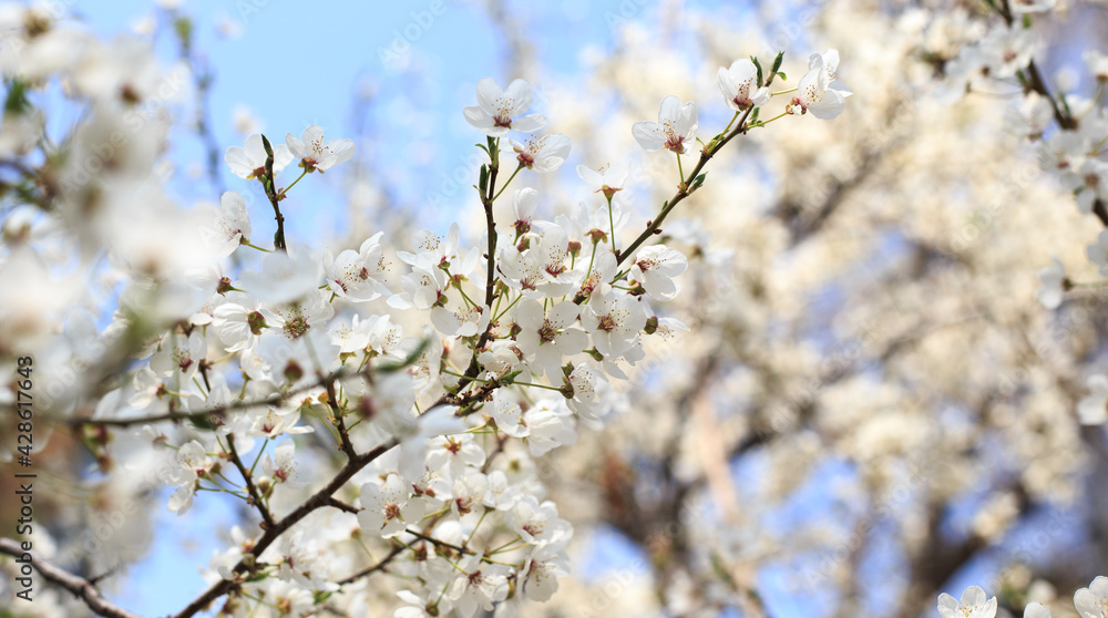 Flowering cherry against a blue sky. Cherry blossoms. Spring background. Flowering cherry against a blue sky. Cherry blossoms. Spring background.