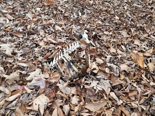 deer skeleton bones on fallen brown leaves