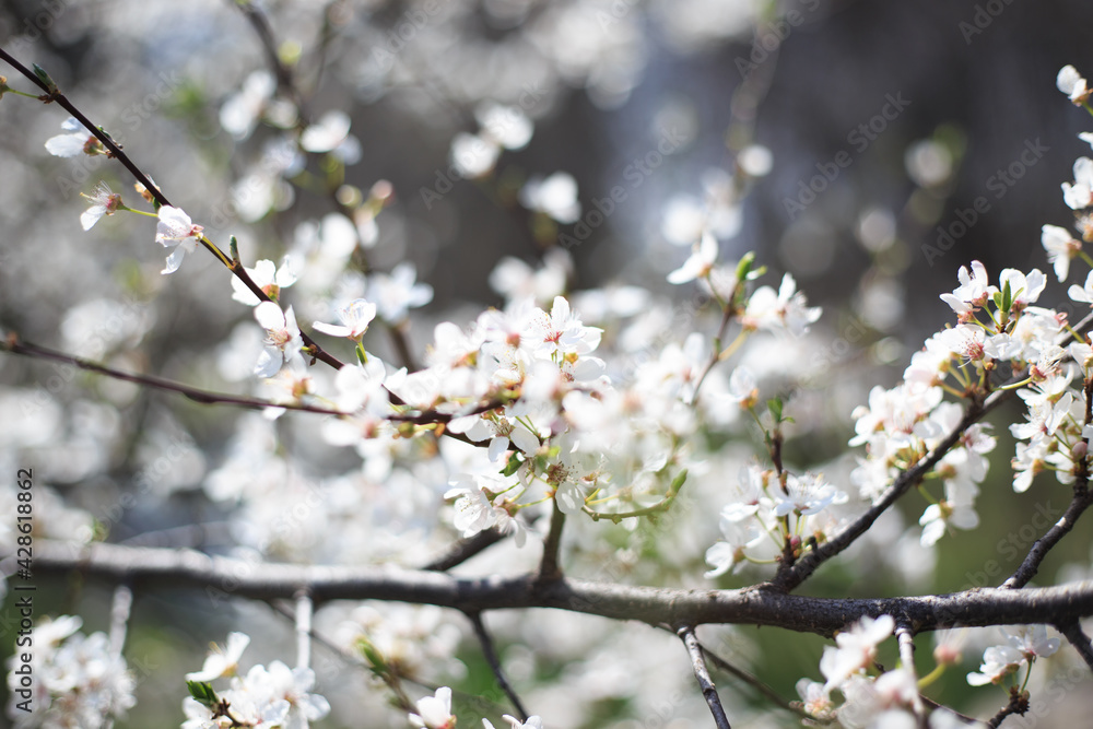 Flowering cherry against a blue sky. Cherry blossoms. Spring background. Flowering cherry against a blue sky. Cherry blossoms. Spring background.