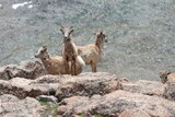 Scruffy bighorn ewes keep lookout on a jagged mountain top