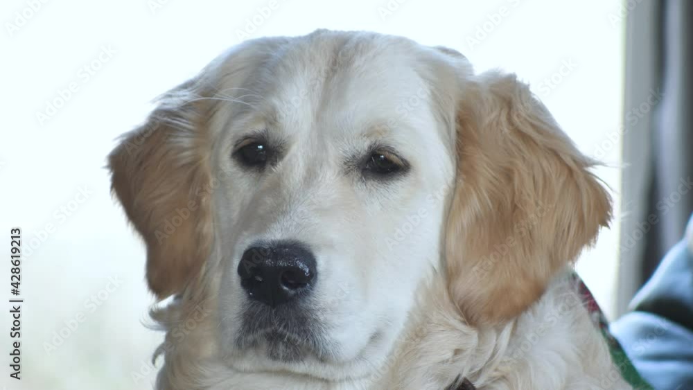 Golden Retriever close-up, depression seen in the eyes of dogs Golden Retriever close-up, depression seen in the eyes of dogs