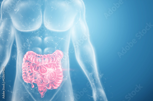 A holographic projection of a red irritable bowel scan with medical data. The concept of abdominal pain, bowel problems, constipation, modern medicine.3D illustration, 3D render. photo