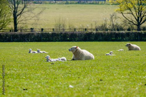 Canvastavla Young lambs on the Southdown Way, Cocking, West Sussex