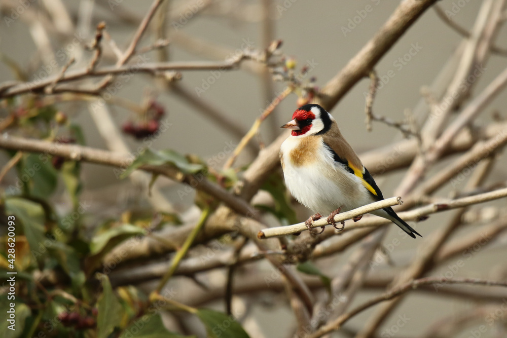 Stieglitz Carduelis carduelis auf einem Zweig Stieglitz Carduelis carduelis auf einem Zweig