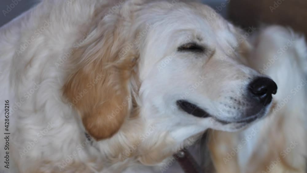 Golden Retriever close-up, depression seen in the eyes of dogs Golden Retriever close-up, depression seen in the eyes of dogs