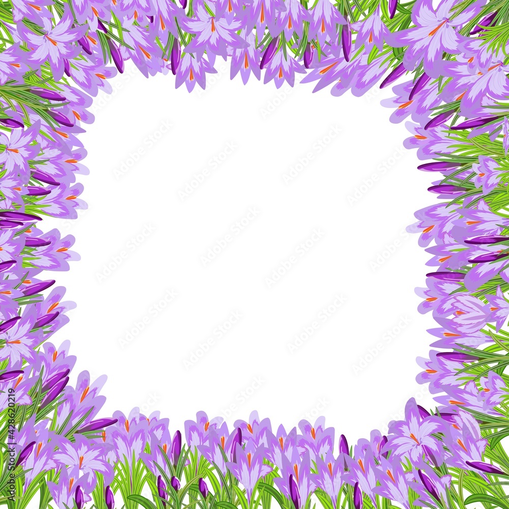 Trendy square vector frame with spring crocuses with violet and pink colors on a white background. Template for an invitation, advertising layout, for a postcard or save the date card and letter Trendy square vector frame with spring crocuses with violet and pink colors on a white background. Template for an invitation, advertising layout, for a postcard or save the date card and letter