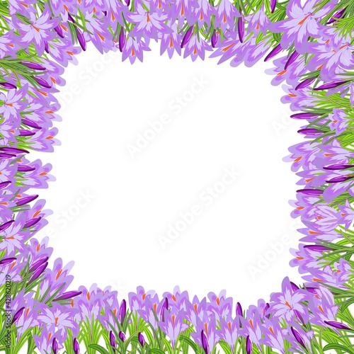Trendy square vector frame with spring crocuses with violet and pink colors on a white background. Template for an invitation, advertising layout, for a postcard or save the date card and letter