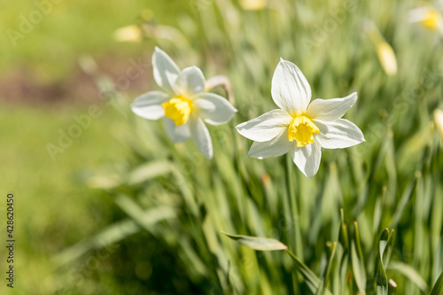 Daffodils in a sunny spring garden  meadow.Bright and colorful flowers of daffodils on the background of the spring time.Blooming white daffodil.