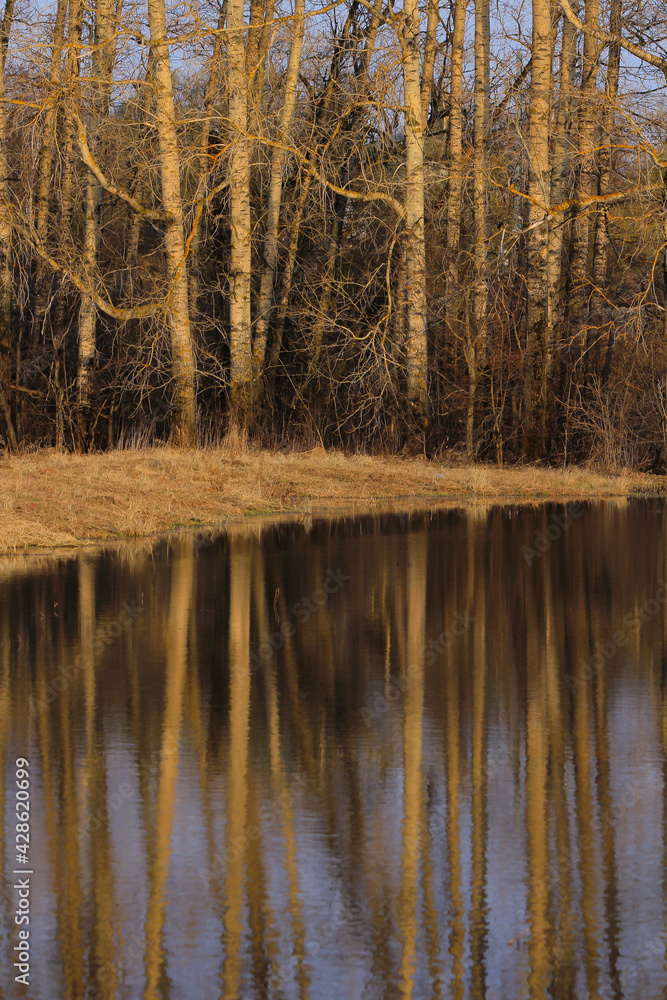 Trunks of flooded trees and their reflections during floods. Trunks of flooded trees and their reflections during floods.