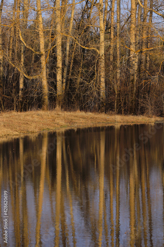 Trunks of flooded trees and their reflections during floods.