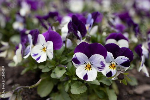Close-up of a group of delicate purple pansies in a flowerbed.