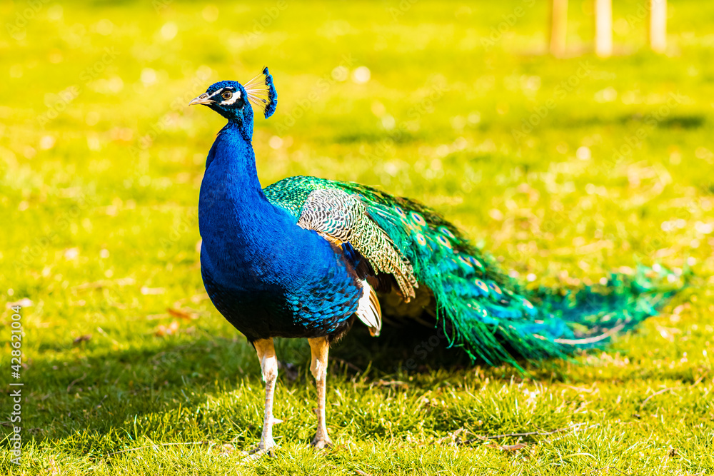 Fototapeta premium peacock in the park