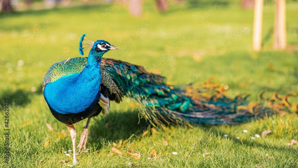 Fototapeta premium peacock in the park