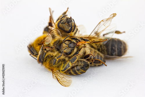 viele tote Bienen vor weißem Hintergrund photo