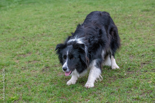 Portrait of young beautiful Border Collie dog outdoor