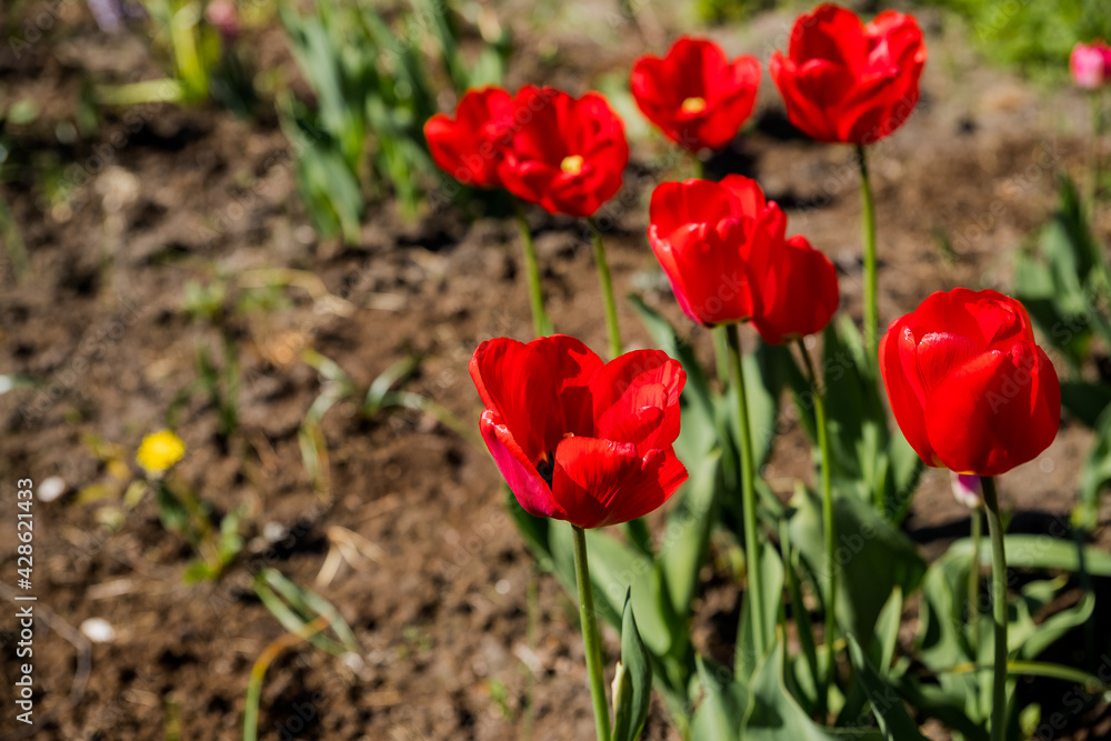 Red flowers on background of green meadow.Red tulips flower blooming in spring garden. Amazing nature concept of red tulip flower field under sunlight at summer or spring day landscape.