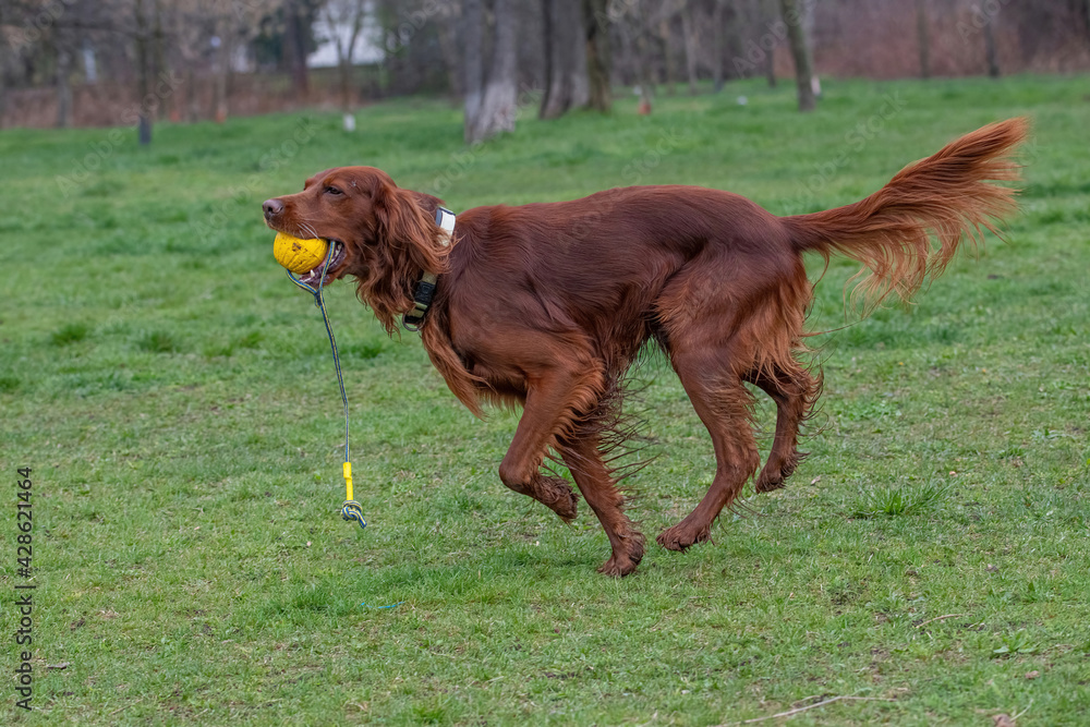 Hunting dog Irish setter running on the grass