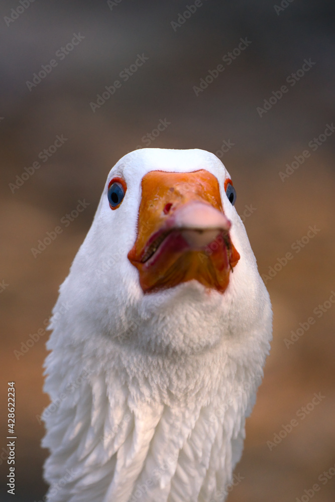 Headshot of a white goose in grassy area. Vertical view with copy space. Headshot of a white goose in grassy area. Vertical view with copy space.