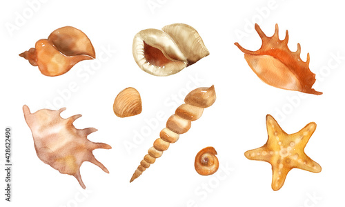 Watercolor set of isolated marine objects, shells, starfish on a white background