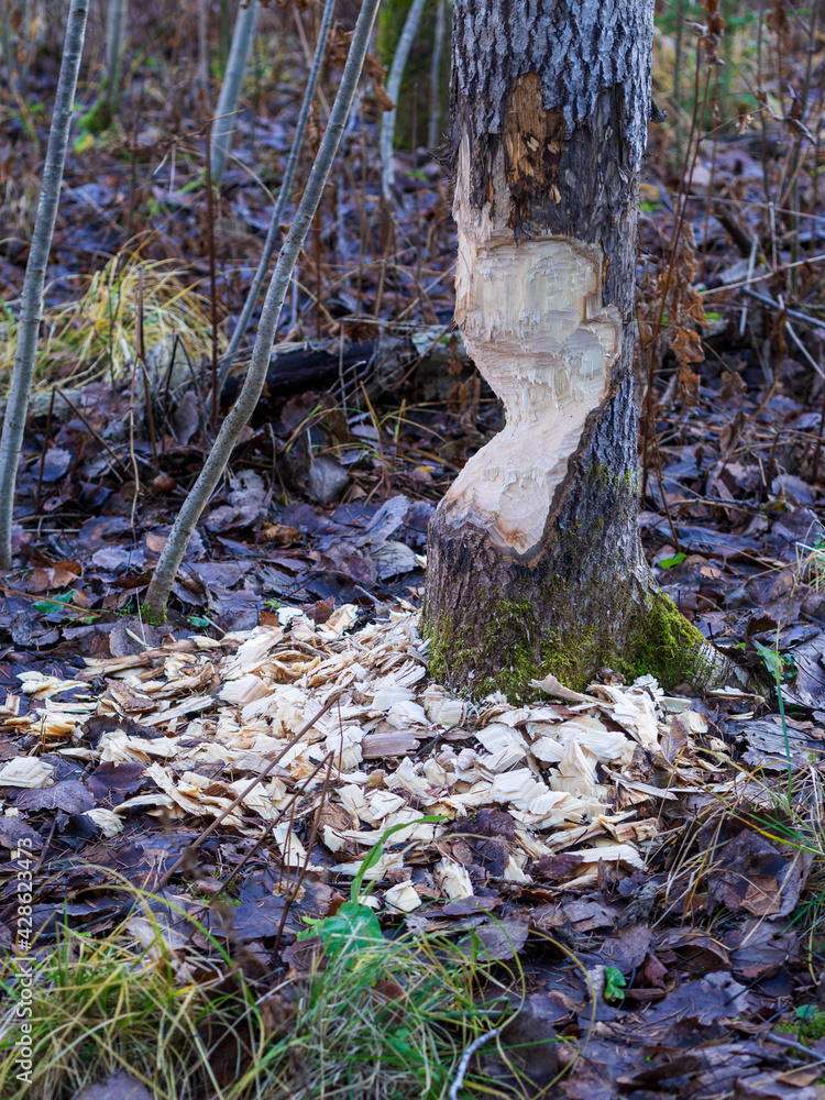 Fototapeta premium Beavers building a dam in a river in the middle of forest. Macro shot of a large linden tree stump is the woods, chewed by beavers in early autumn. Sawdust is all around the tree.