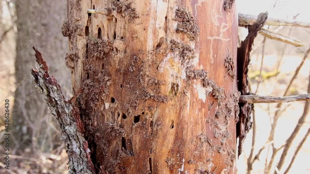  European spruce bark beetle (Ips typographus)damaged spruce tree(Picea abies in spring in forest. Person hand showing underneath the dead loose tree bark. They feed on and break down dead plant matte