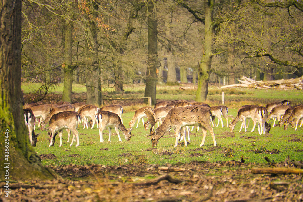 Rotwild in Dülmen