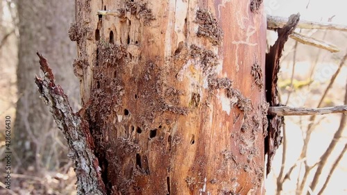  European spruce bark beetle (Ips typographus)damaged spruce tree(Picea abies in spring in forest. Person hand showing underneath the dead loose tree bark. They feed on and break down dead plant matte
