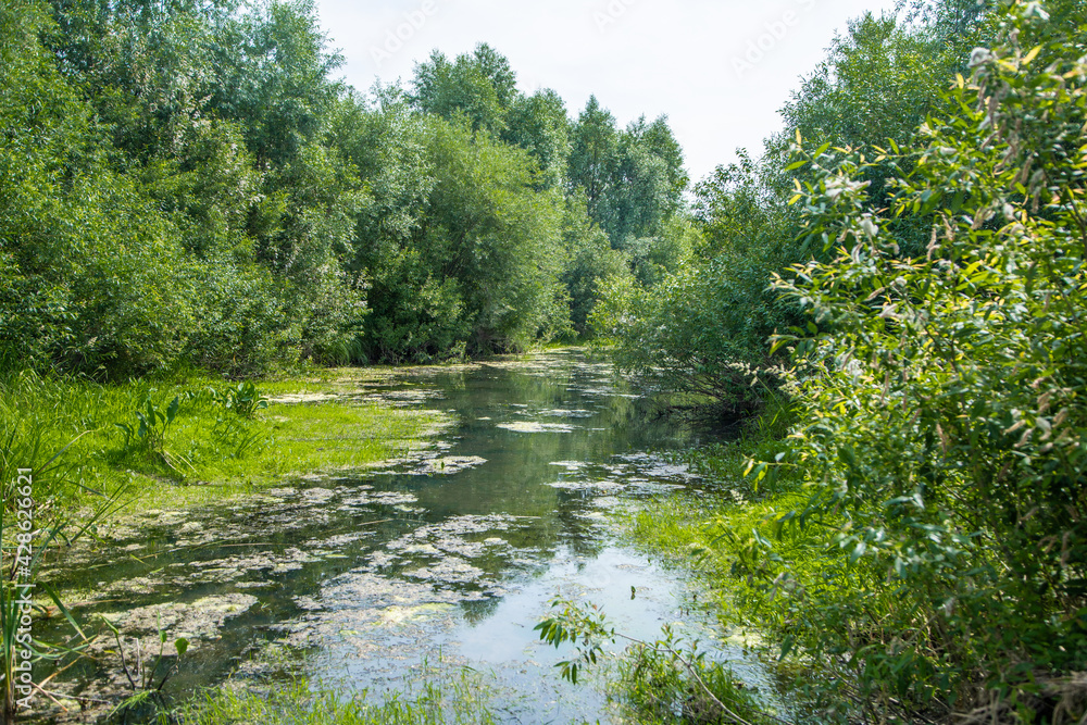 Swampy river with vegetation in the water and trees on both sides