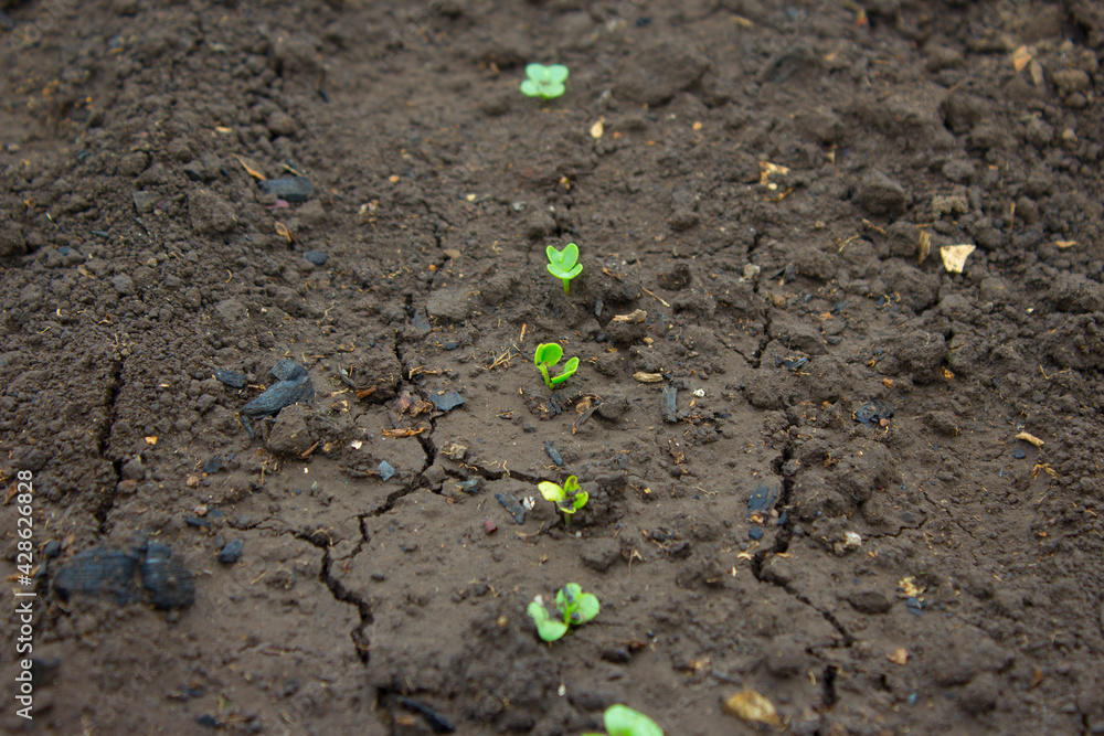radish spouts made their way out of the ground radish spouts made their way out of the ground