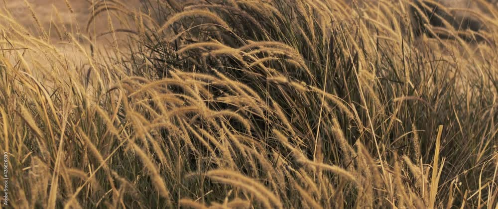 Golden weeds are slowly swaying in the wind. Slow motion.