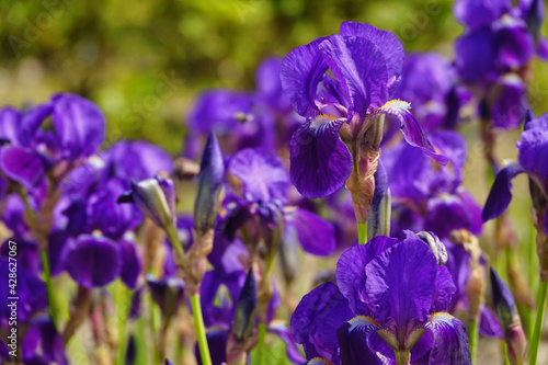 purple iris flower in the park
