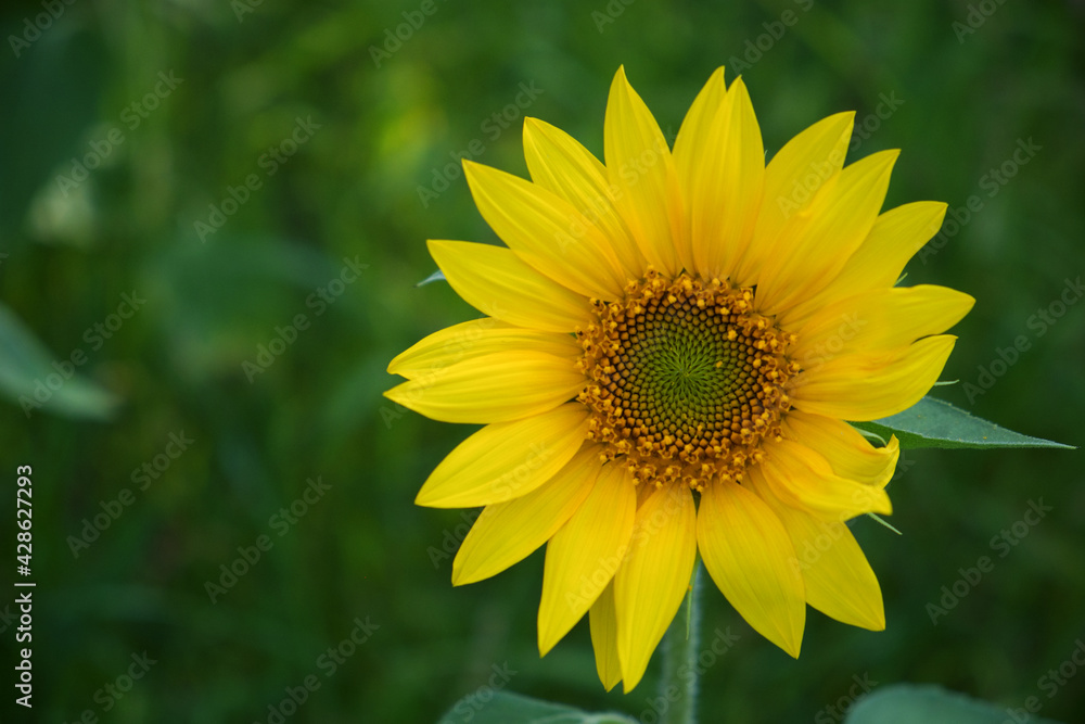 Single sunflower flower on a blurred background, close-up. Single sunflower flower on a blurred background, close-up.