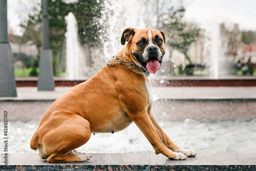 Boxer dog on the background of the fountain Boxer dog on the background of the fountain