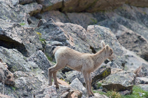 adorable bighorn lamb plays on moss speckled rocks
