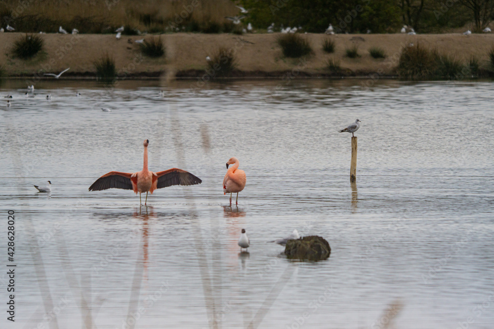 Flamingos Zwillbrocker Venn