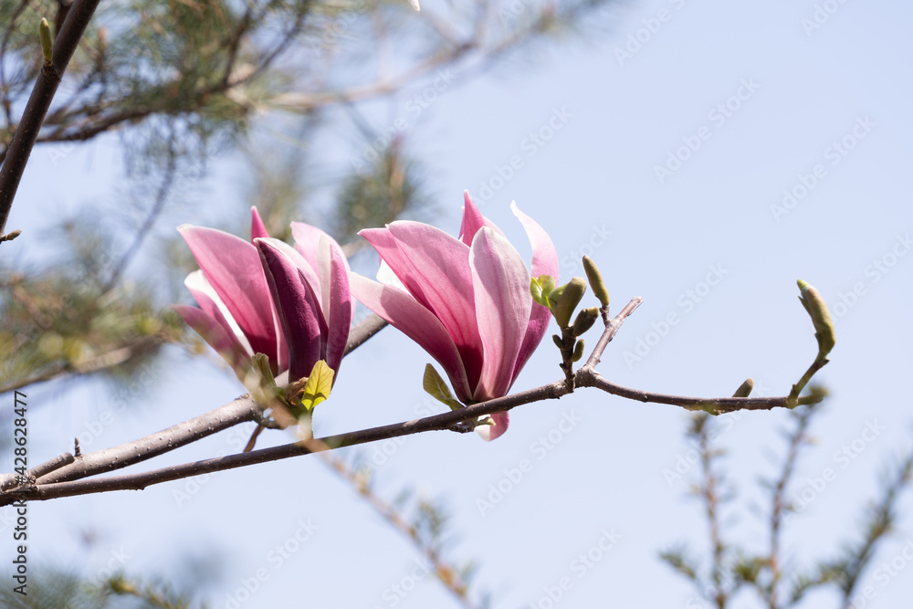 Close-up of magnolia flowers in full bloom under the blue sky Close-up of magnolia flowers in full bloom under the blue sky