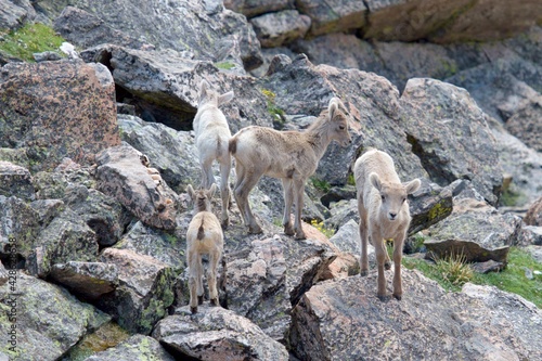curious bighorn lambs play follow the leader © Sean
