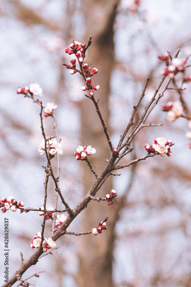 Spring Spring