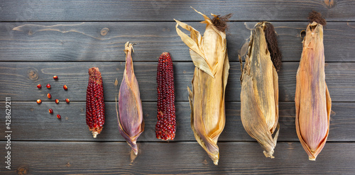 set of dried corn cobs. red corn cobs in row on wooden table view from above, ancient corn seed still life flat lay. photo