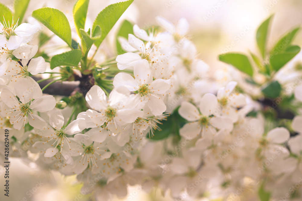 Fototapeta premium Flowering cherry against a blue sky. Cherry blossoms. Spring background.