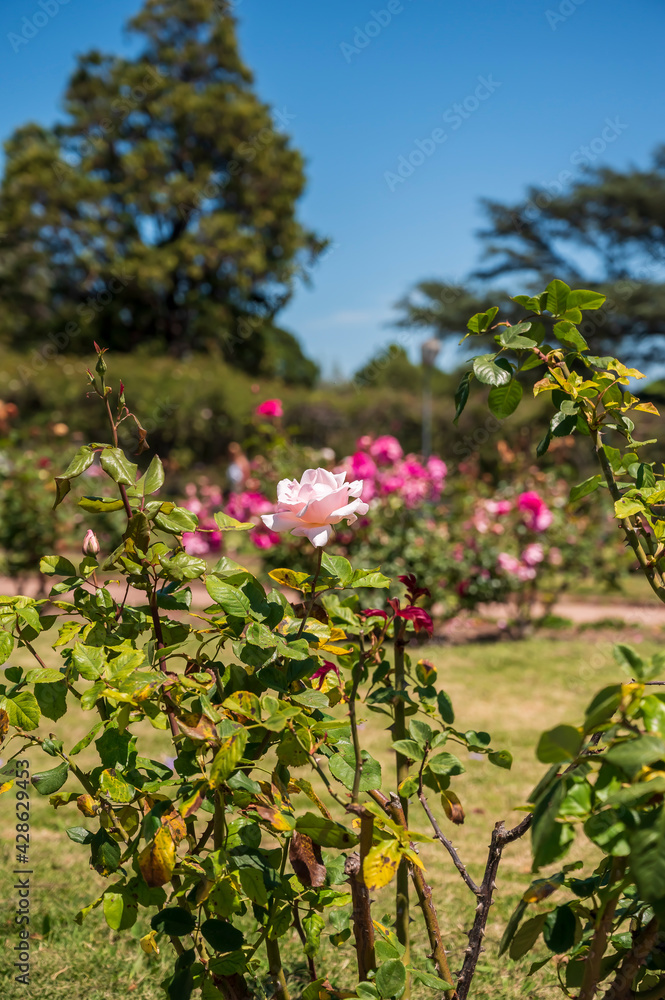 Flores rosas en el Rosedal del Prado en Montevideo (Uruguay) Flores rosas en el Rosedal del Prado en Montevideo (Uruguay)
