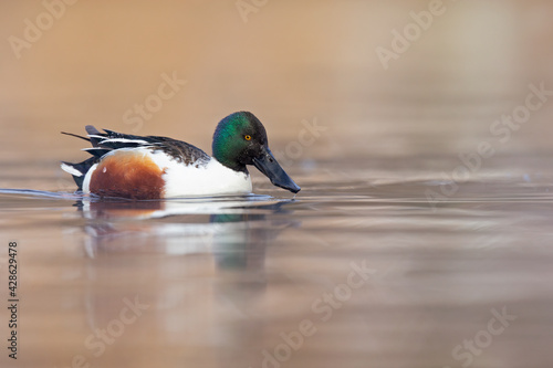 A close-up of a male northern shoveler (Spatula clypeata) swimming on a sunny day in a lake in Germany. 