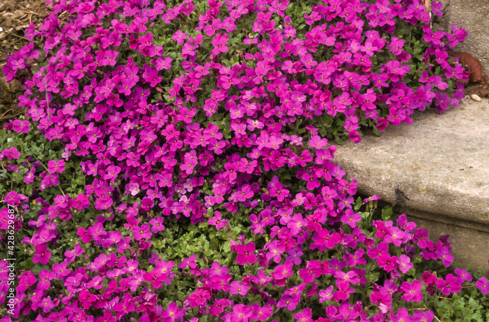 Fototapeta premium Aubriette, aubrieta deltoidea