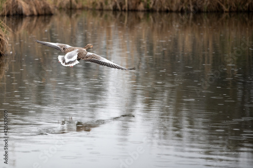 goose in flight