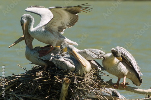 Pélican gris, nid, colonie,.Pelecanus rufescens, Pink backed Pelican