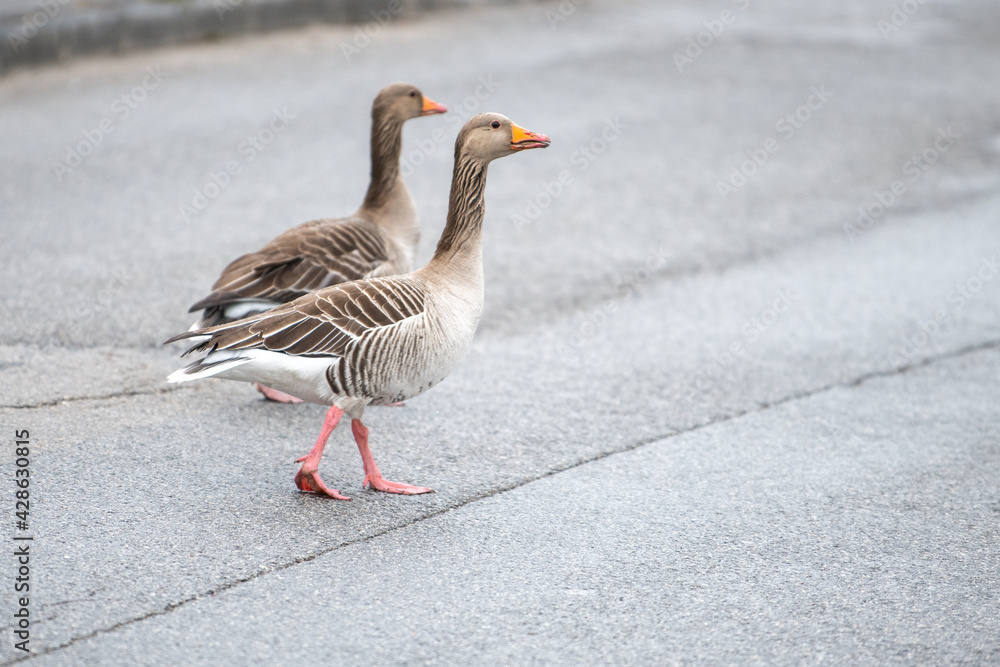 goose on the beach goose on the beach