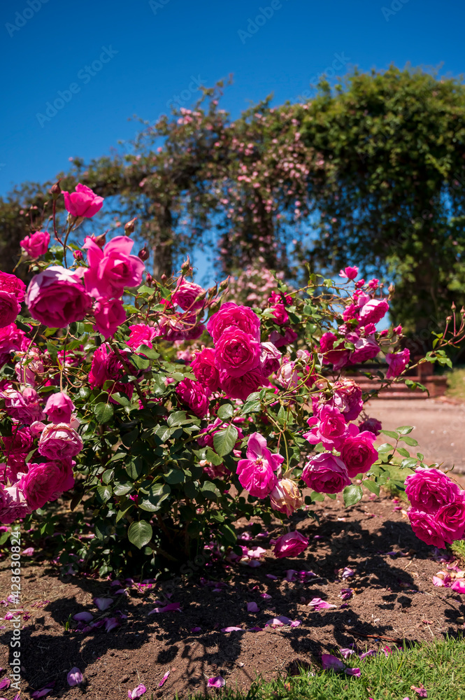 Flores rosas en el Rosedal del Prado en Montevideo (Uruguay)